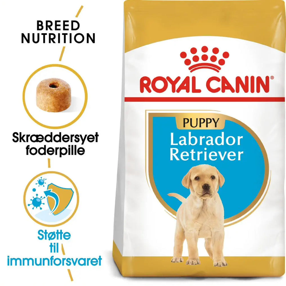 Puppy Labrador Retriever 12 kg