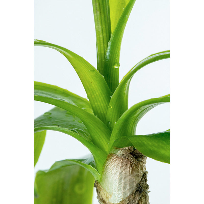 Crinum Thaianum Nr.9potte