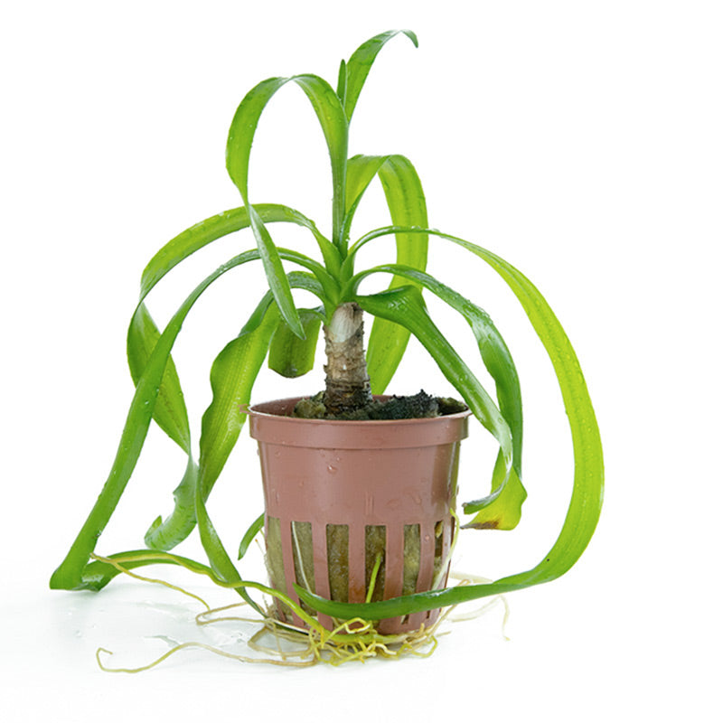 Crinum Thaianum Nr.9potte