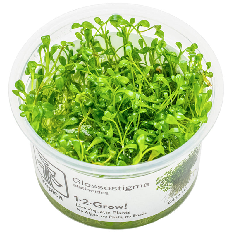 Glossostigma elatinoides Nr.81-2-Grow!