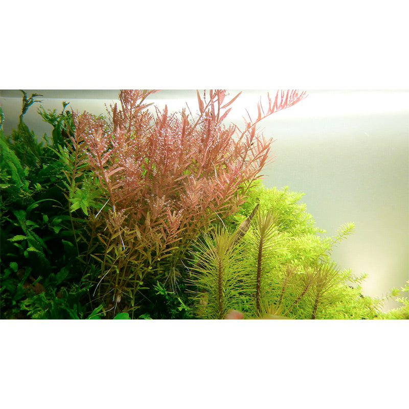 Rotala Rotundifolia Nr.4