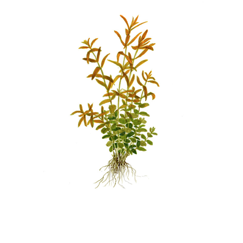 Rotala Rotundifolia Nr.4