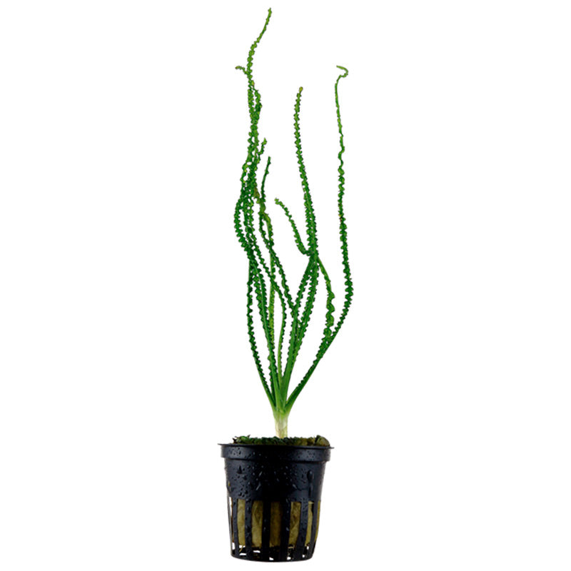 Crinum Calamistratum Nr.9