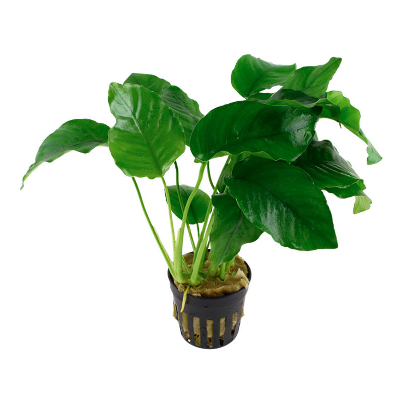 Anubias barteri var. Barteri Nr. 8 potte