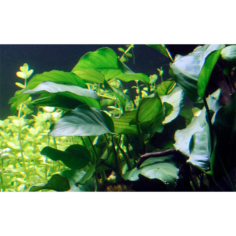 Anubias barteri var. Barteri Nr. 8 potte