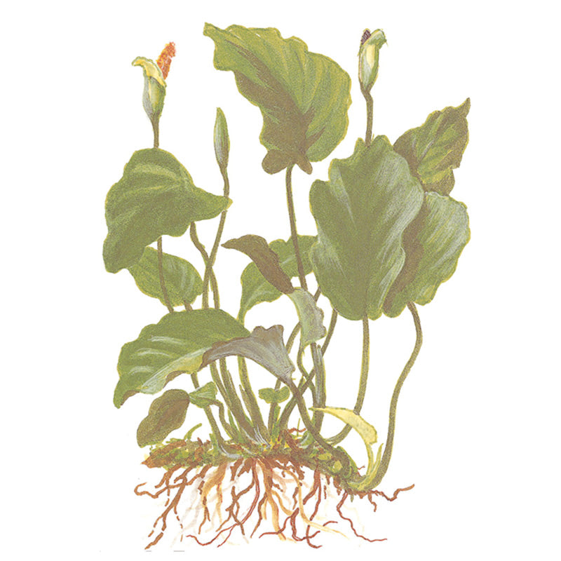 Anubias barteri var. Barteri Nr. 8 potte