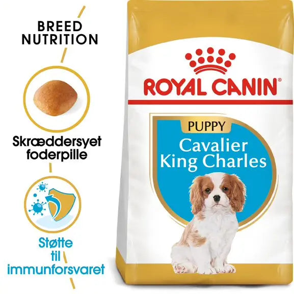 Puppy Cavalier King Charles 1,5 kg