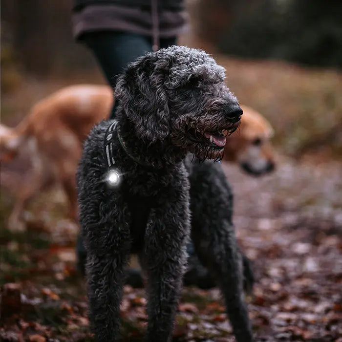 Dog Dual Lygte 48x30x24 mm hvid