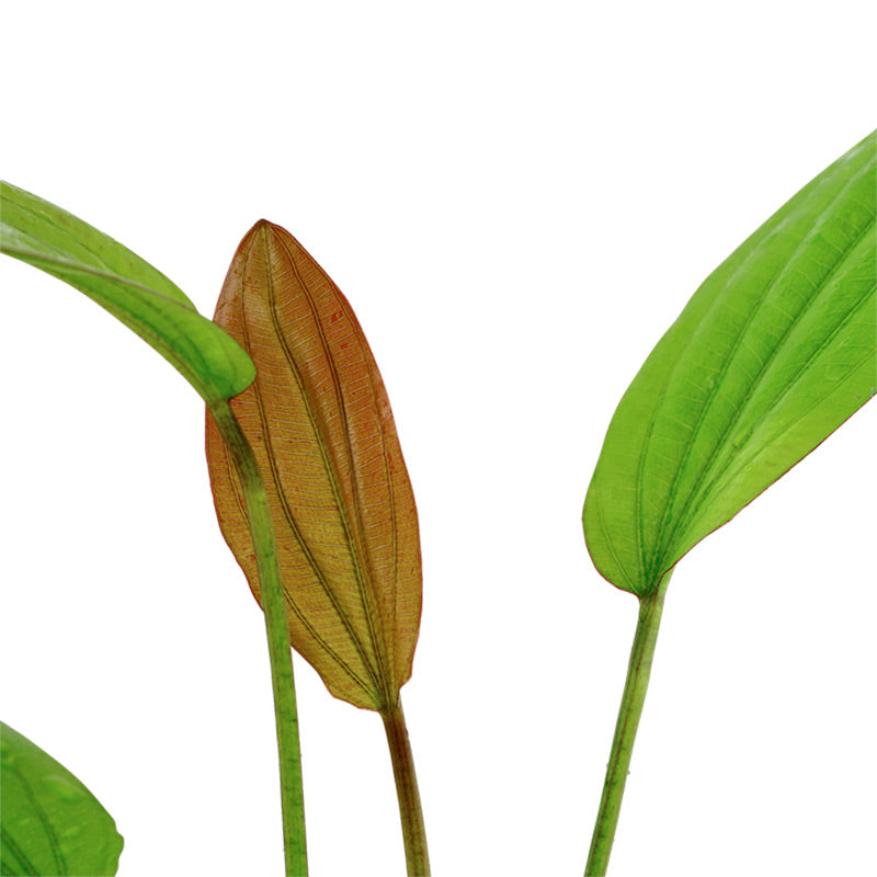 Echinodorus 'Rosé' Nr.8 ca. 25-40 cm