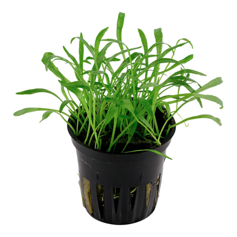 Lilaeopsis brasiliensis Nr.6 potte