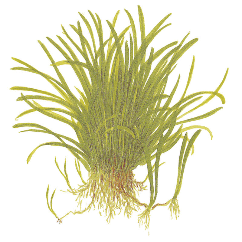 Lilaeopsis brasiliensis Nr.6 potte