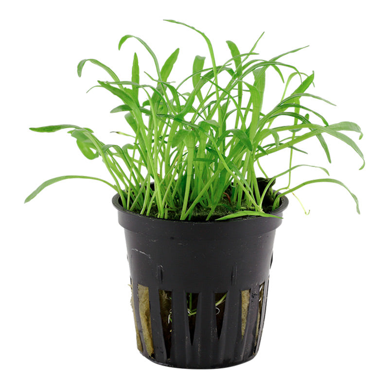 Lilaeopsis brasiliensis Nr.6 potte