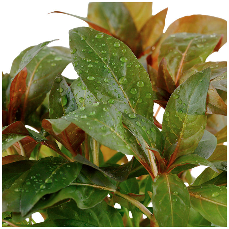 Ludwigia glandulosa Nr.5 potte