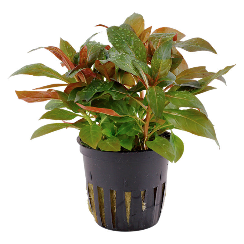 Ludwigia glandulosa Nr.5 potte