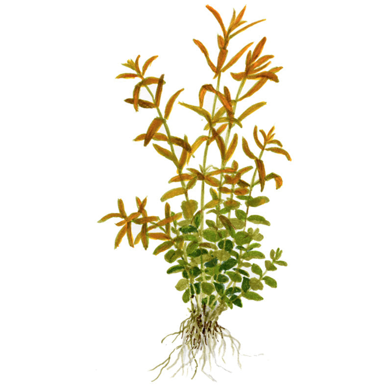 Rotala rotundifolia Nr.5 potte