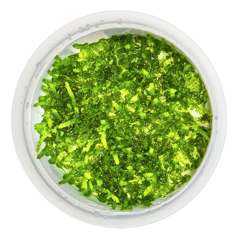 Vesicularia ferriei "Weeping Moss" Nr. 81-2-Grow