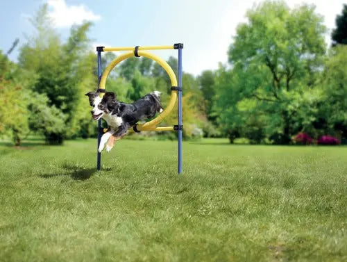 Agility-ring ca. 75x117 cm blå/gul