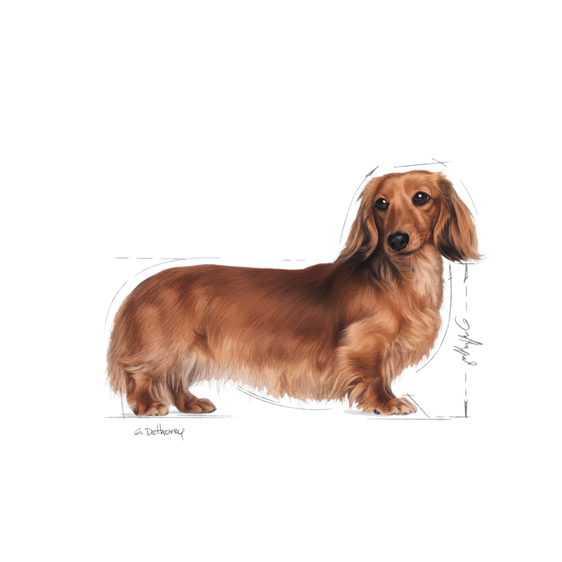 Adult, menuboks pouchGravhund 12x85 g
