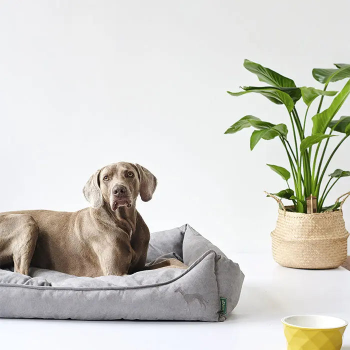 Hundeseng Eiby Grå