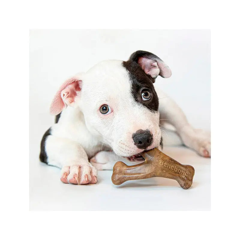 Puppy Dental Chew/Wishbone 2-pak