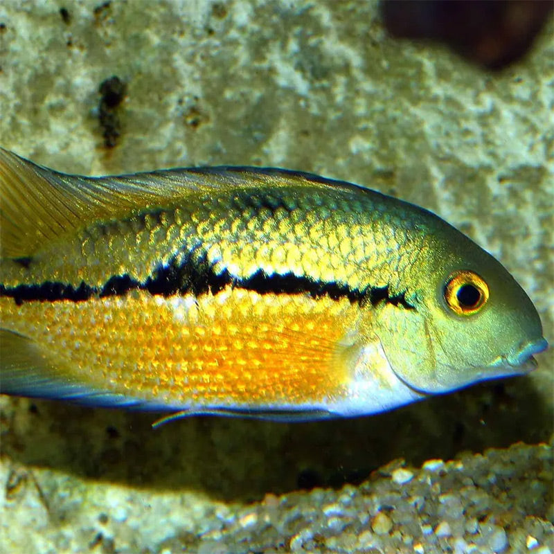 Pronovo Cichlid Granulatm 250 ml