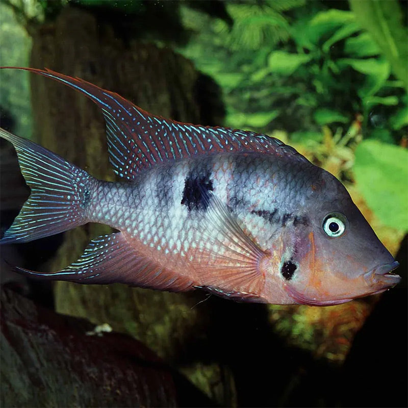Pronovo Cichlid Granulatm 250 ml