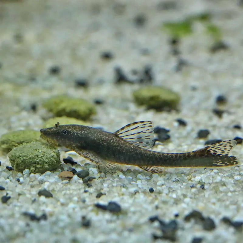Pronovo Pleco skægfisk tabl. M 100 ml