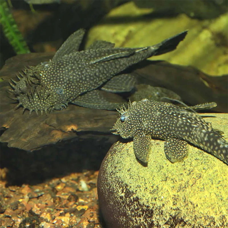 Pronovo Pleco skægfisk tabl. XL 250 ml