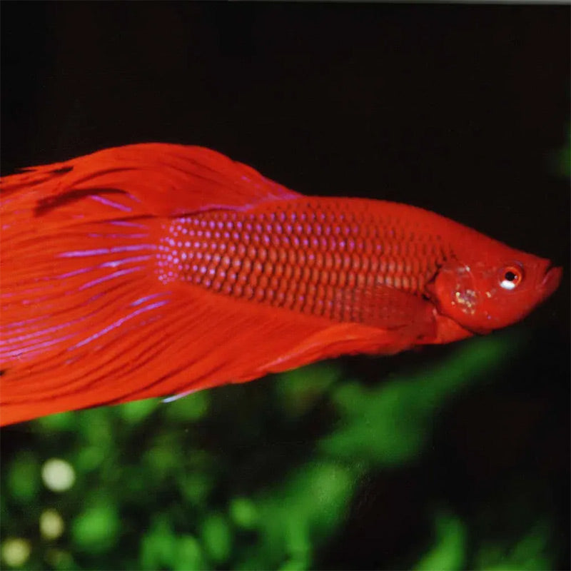 Pronovo Betta Flagers 100 ml