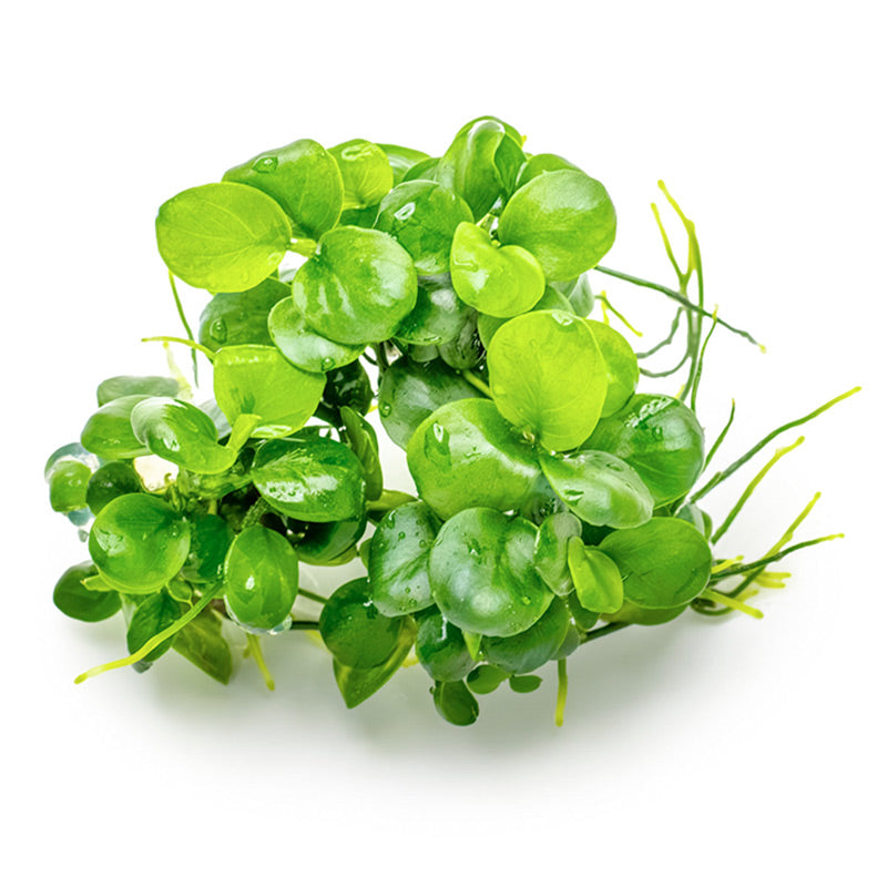 Anubias barteri 'Mini Coin' Nr.9