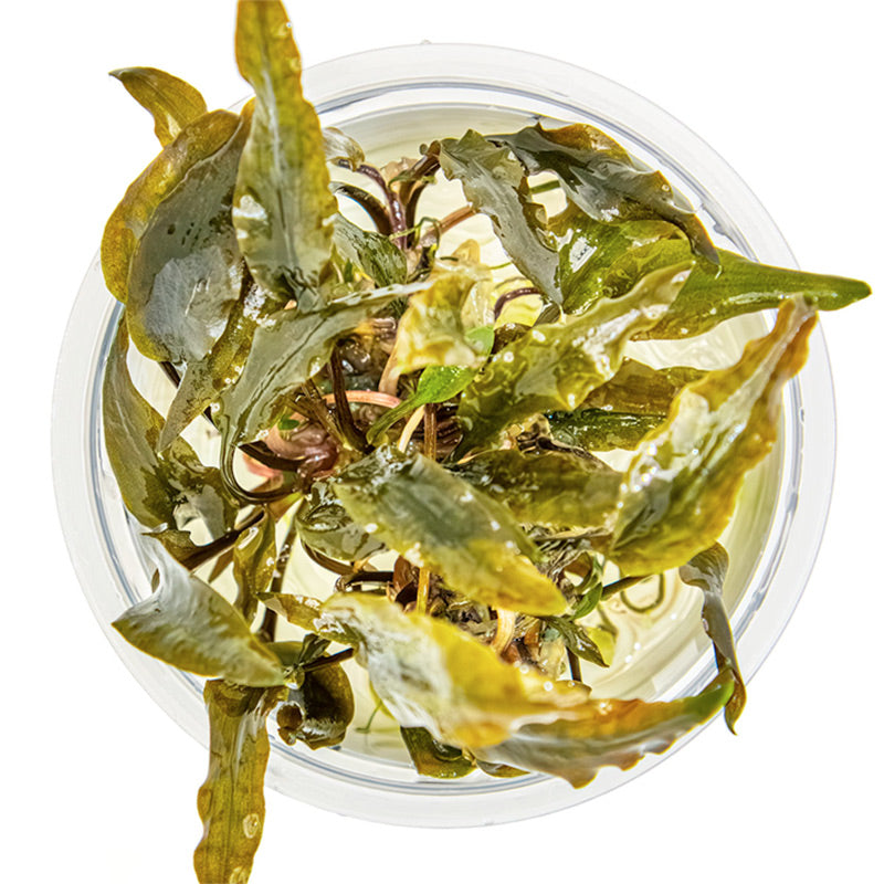 Cryptocoryne wendtii 'Mi Oya' Nr.8