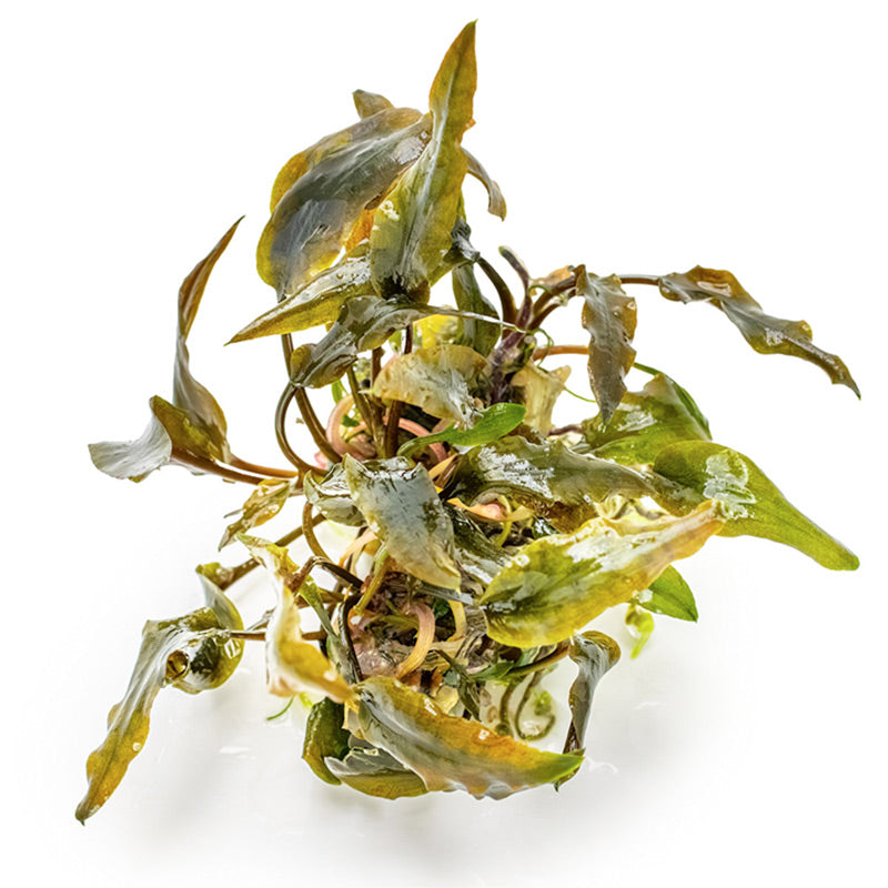 Cryptocoryne wendtii 'Mi Oya' Nr.8
