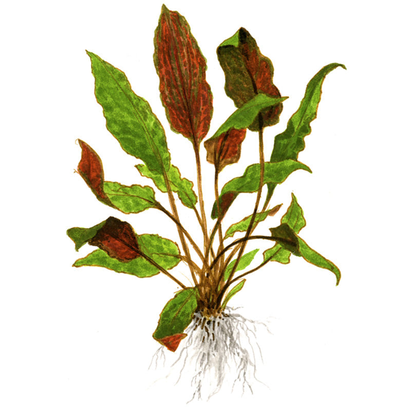 Cryptocoryne wendtii 'Mi Oya' Nr.8