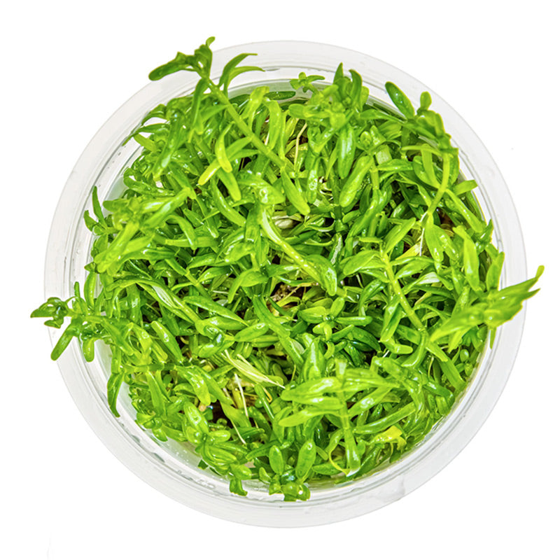 Rotala rotundifolia 'Green' Nr. 8