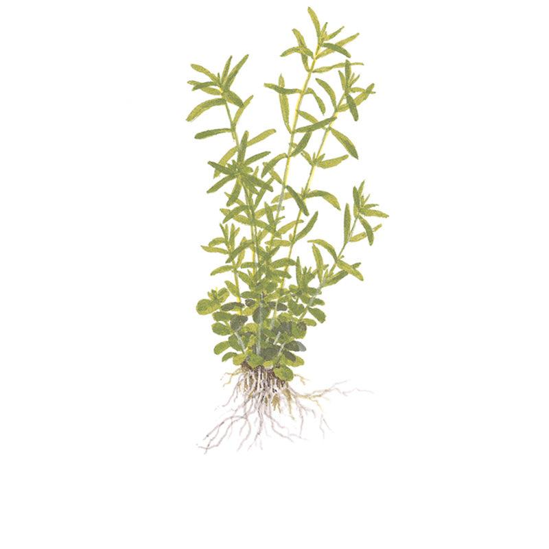 Rotala rotundifolia 'Green' Nr. 8