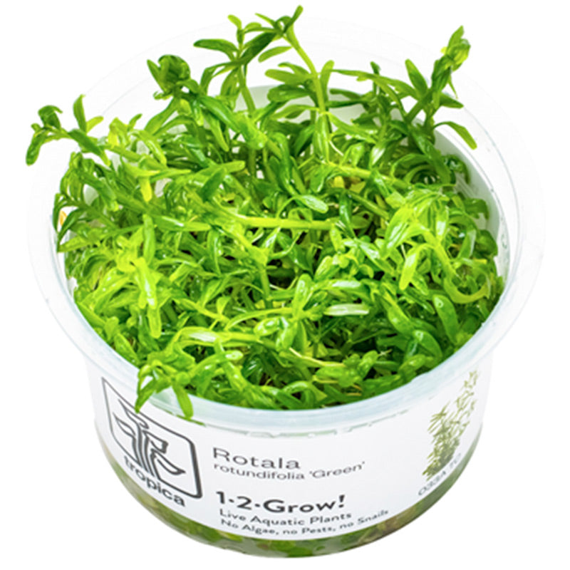 Rotala rotundifolia 'Green' Nr. 8