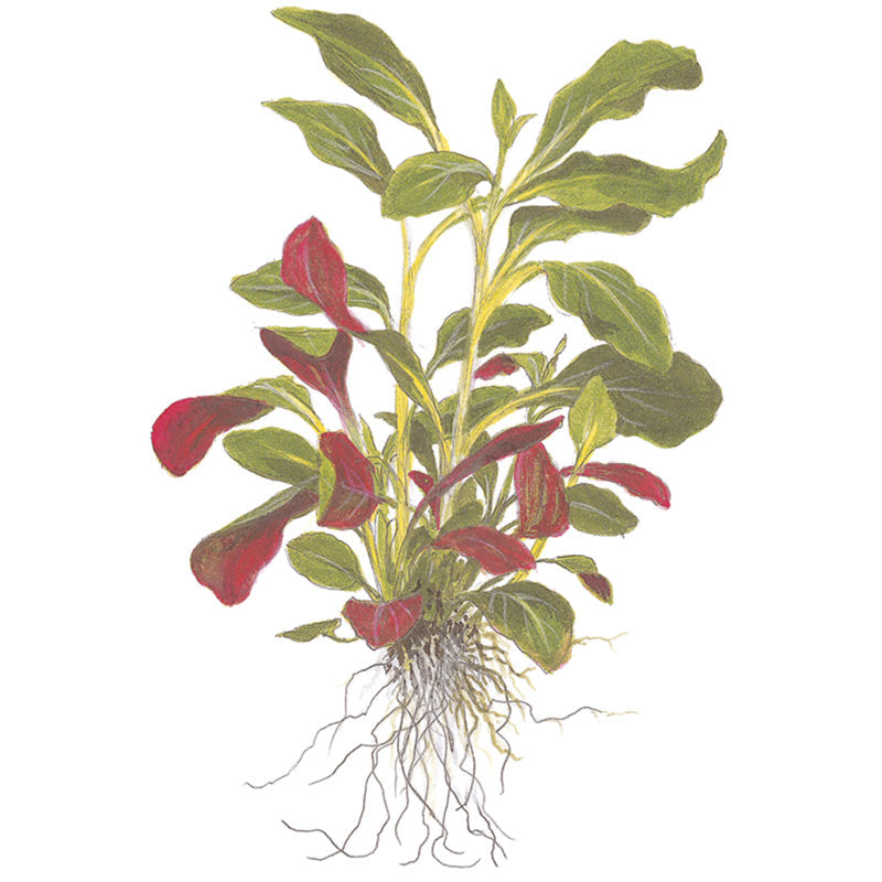 Lobelia cardinalis Nr. 4