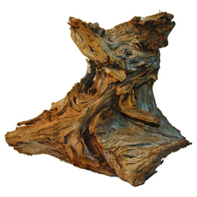 Trærod - Mangroves ca. 15-20 cm