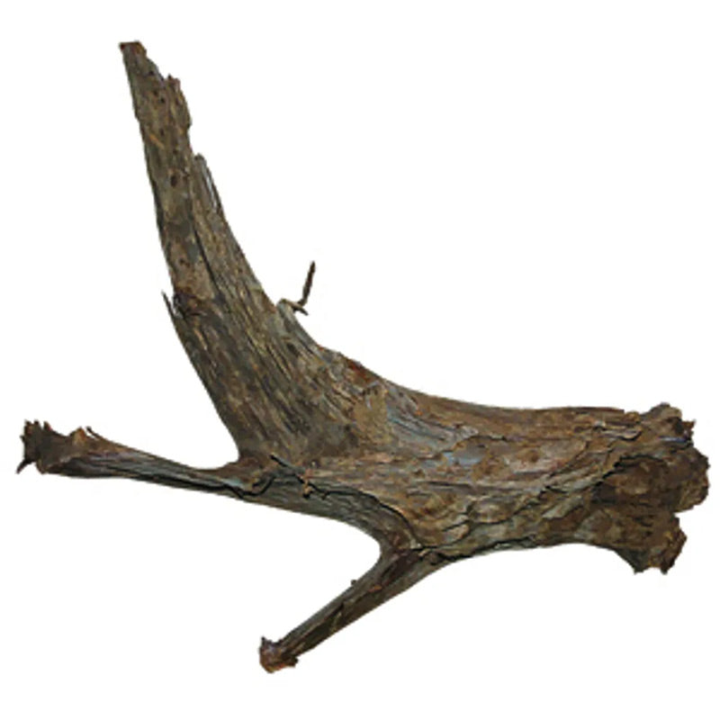 Trærod - Mangrovem ca. 20-30 cm