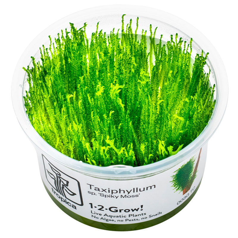 Taxiphyllum 'Spiky' Nr.8
