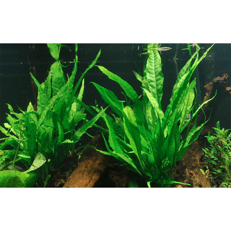 Microsorum pteropus Nr.11ca. 20-25 cm på rod