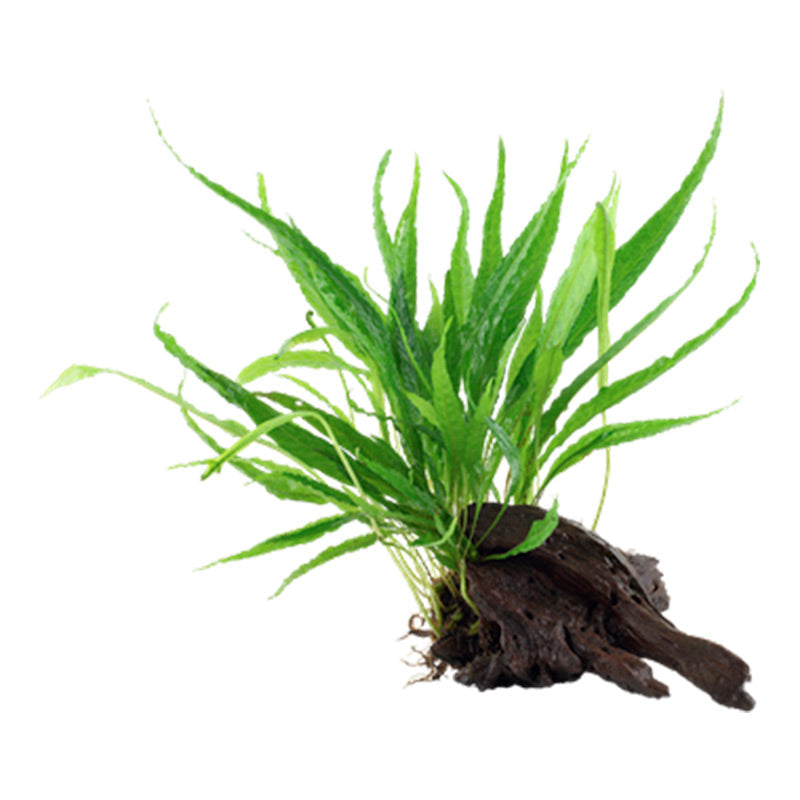 Microsorum pteropus Nr.11ca. 20-25 cm på rod