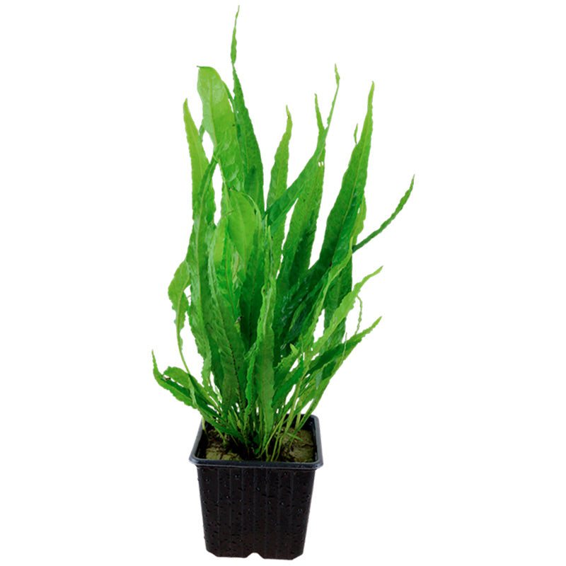 Microsorum pteropus Nr.12 ca. 15-30 cm XL potte