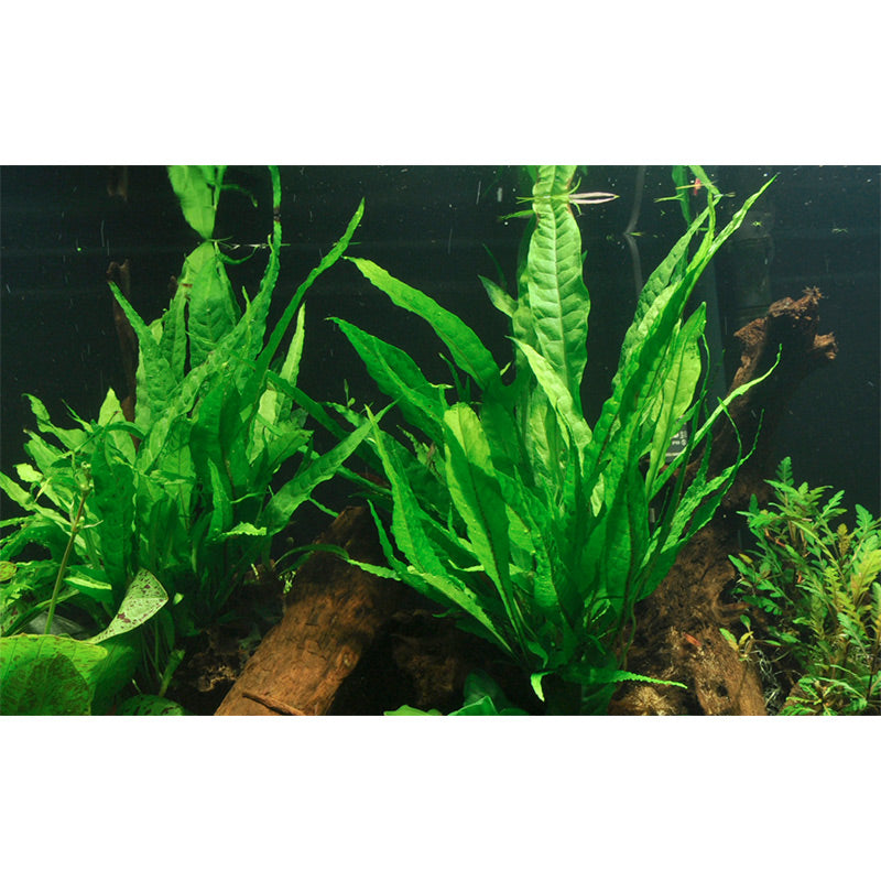 Microsorum pteropus Nr.12 ca. 15-30 cm XL potte
