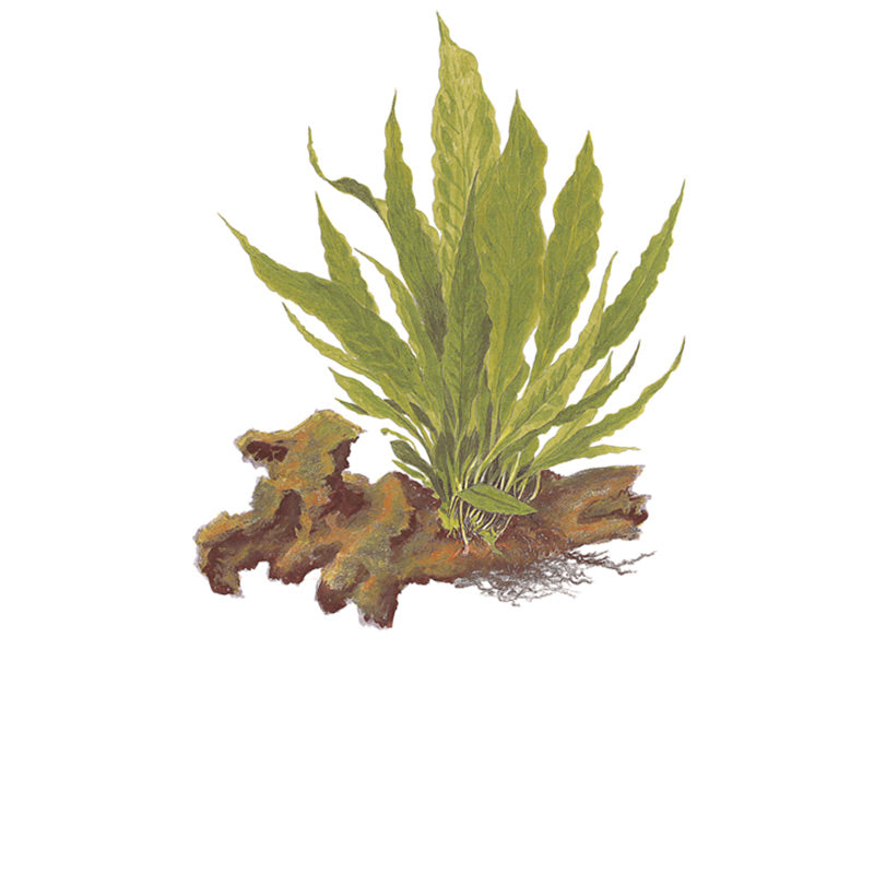 Microsorum pteropus Nr.12 ca. 15-30 cm XL potte