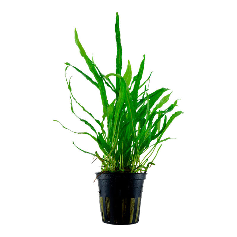 Microsorum pteropus 'Narrow' Nr.8 ca. 10-20 cm