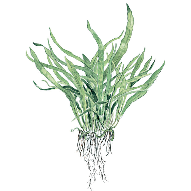 Microsorum pteropus 'Narrow' Nr.11 på rod