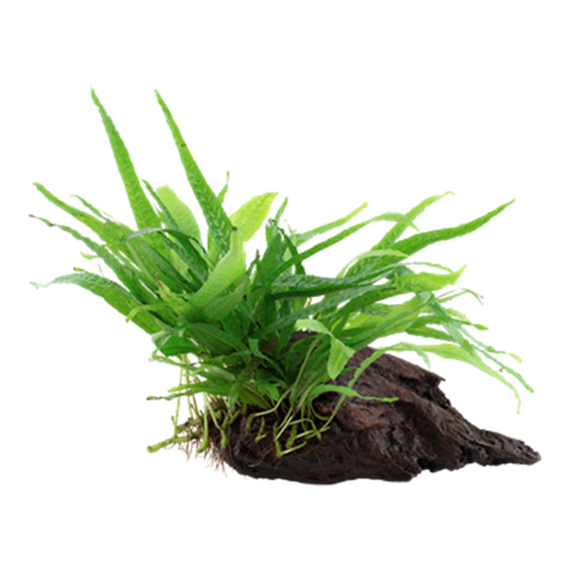 Microsorum pteropus 'Narrow' Nr.11 på rod