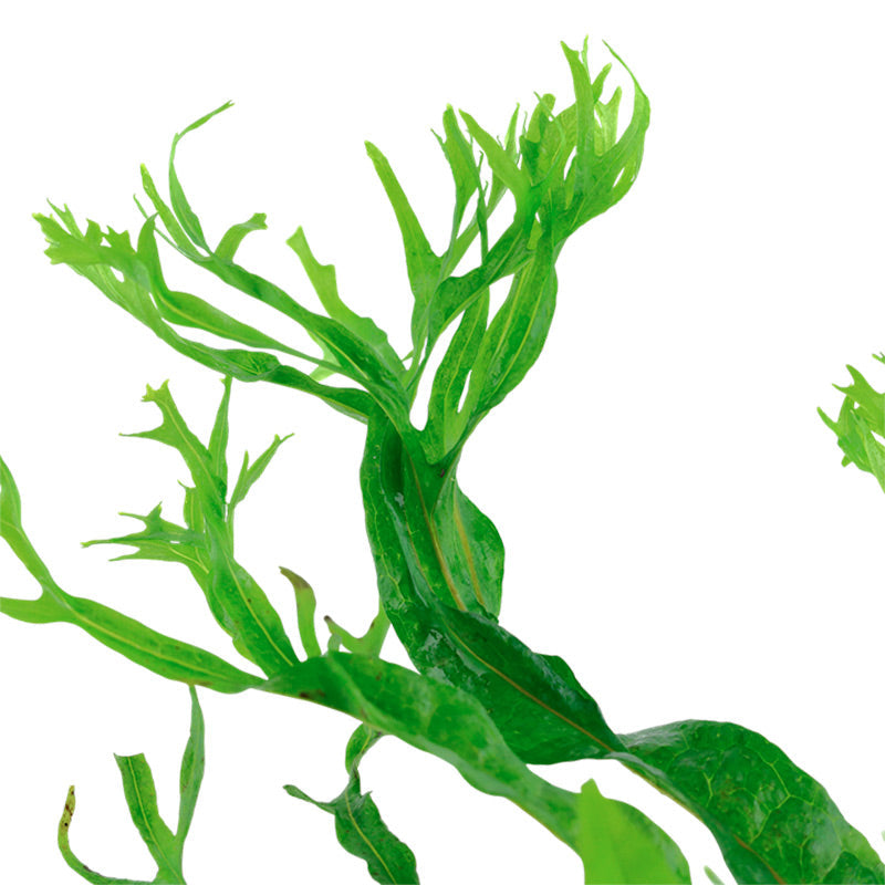 Microsorum pteropus 'Windeløv' Nr.12 på rod m/sugekop