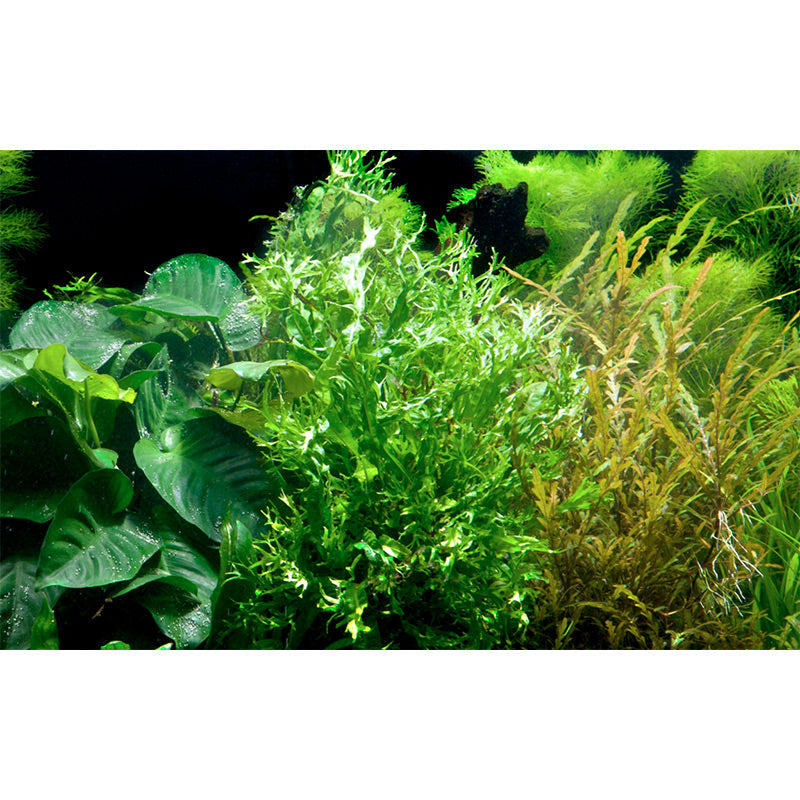 Microsorum pteropus 'Windeløv' Nr.12 på rod m/sugekop